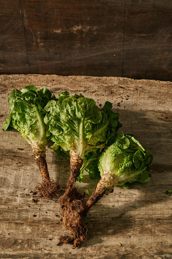 vegetable